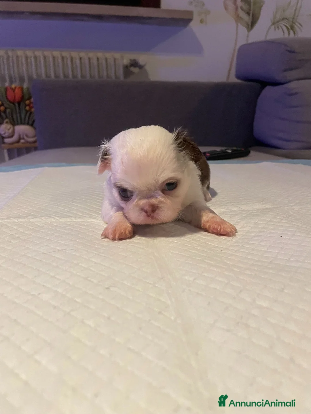 Chihuahua cani in vendita: Cuccioli di chihuahua con pedigree - Annuncio 6