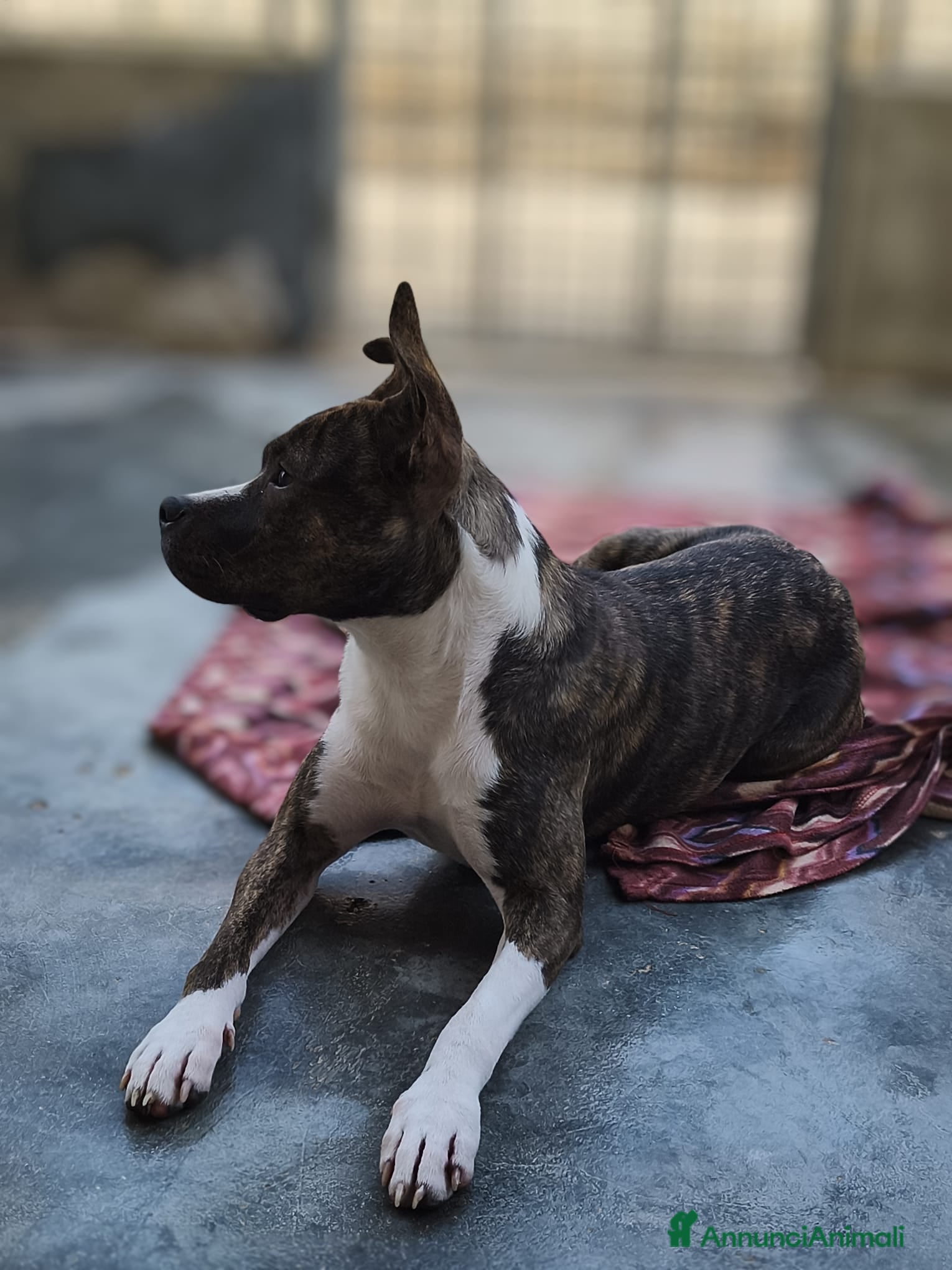 Altre razze cani Bellissima amstaff cerca casa - Annuncio 1