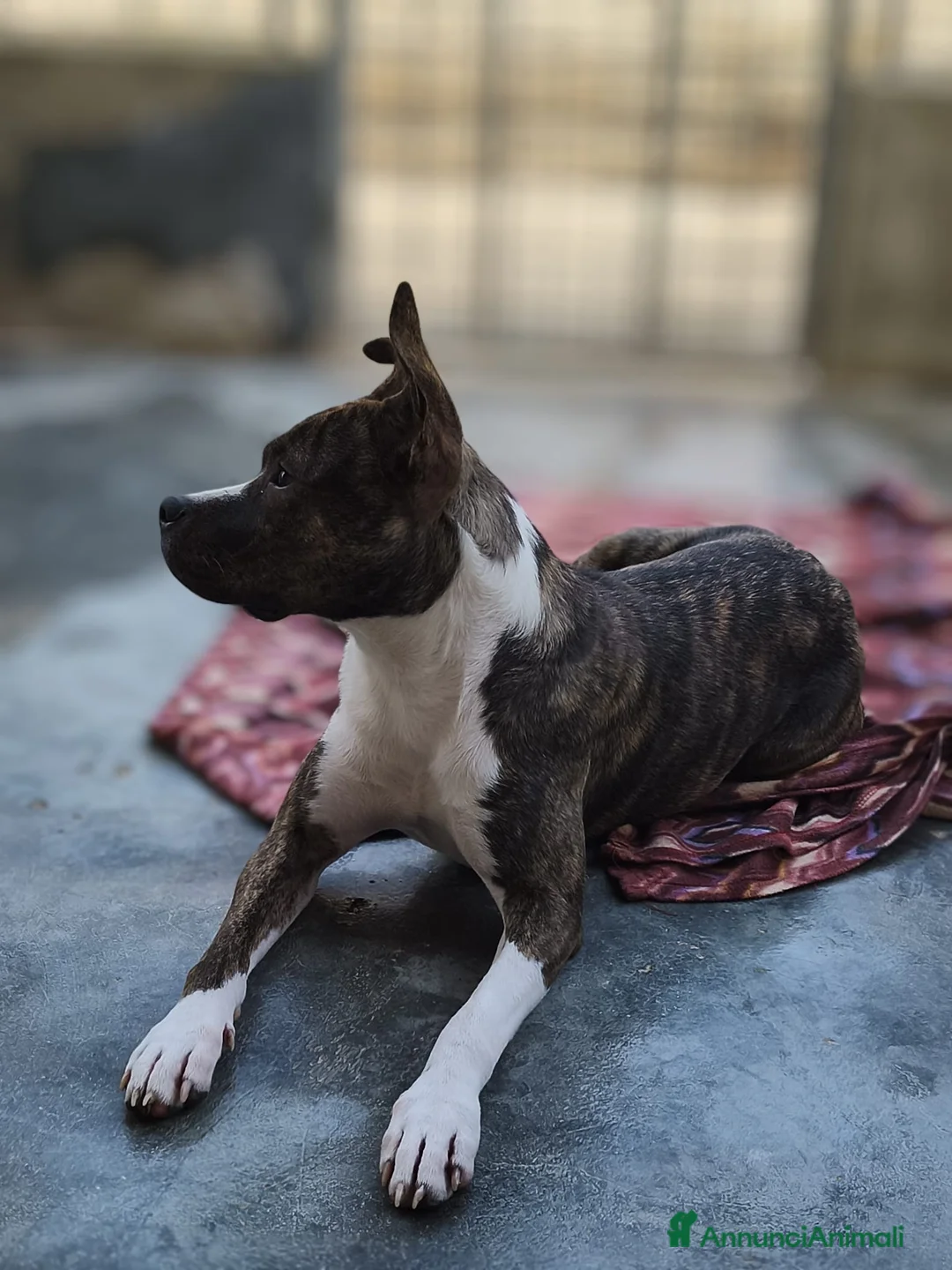 Altre razze cani in regalo: Bellissima amstaff cerca casa - Annuncio 1