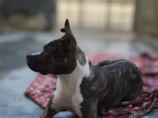 Altre razze cani Bellissima amstaff cerca casa - Annuncio 1