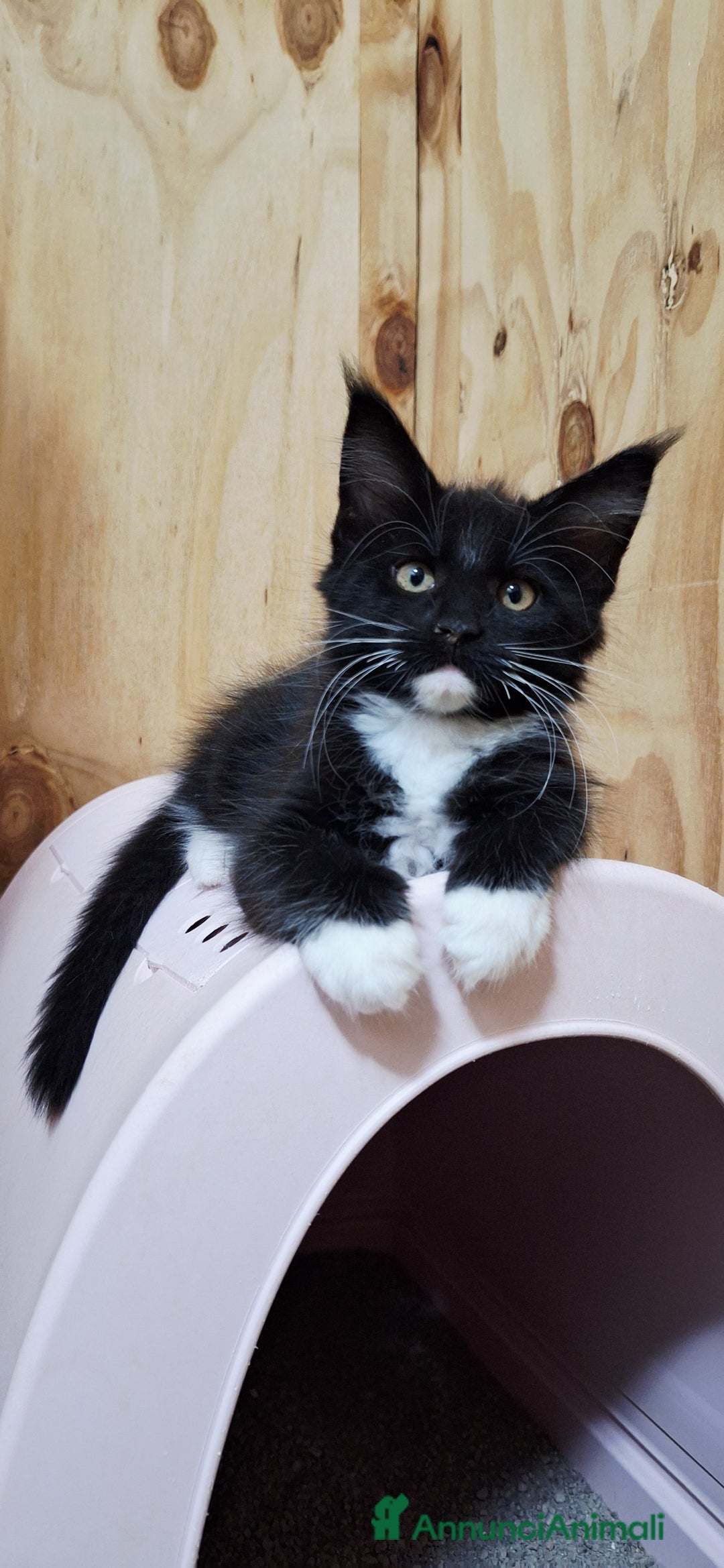 Maine Coon gatti in vendita: Cuccioli Maine Coon con Pedigree - Immagine 5