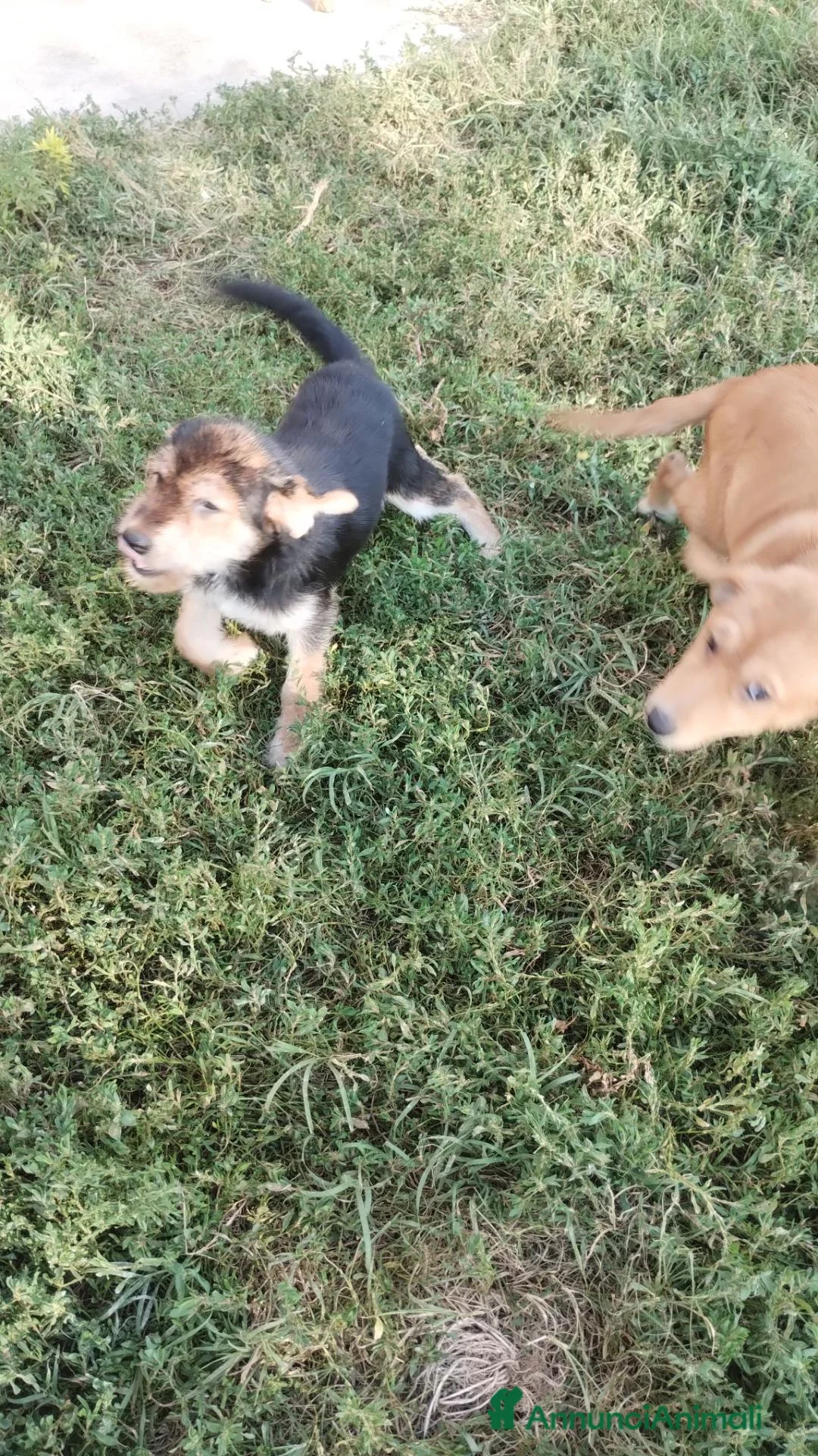 Meticcio cani in vendita: Cuccioli in adozione – Goito (MN) - Annuncio 2
