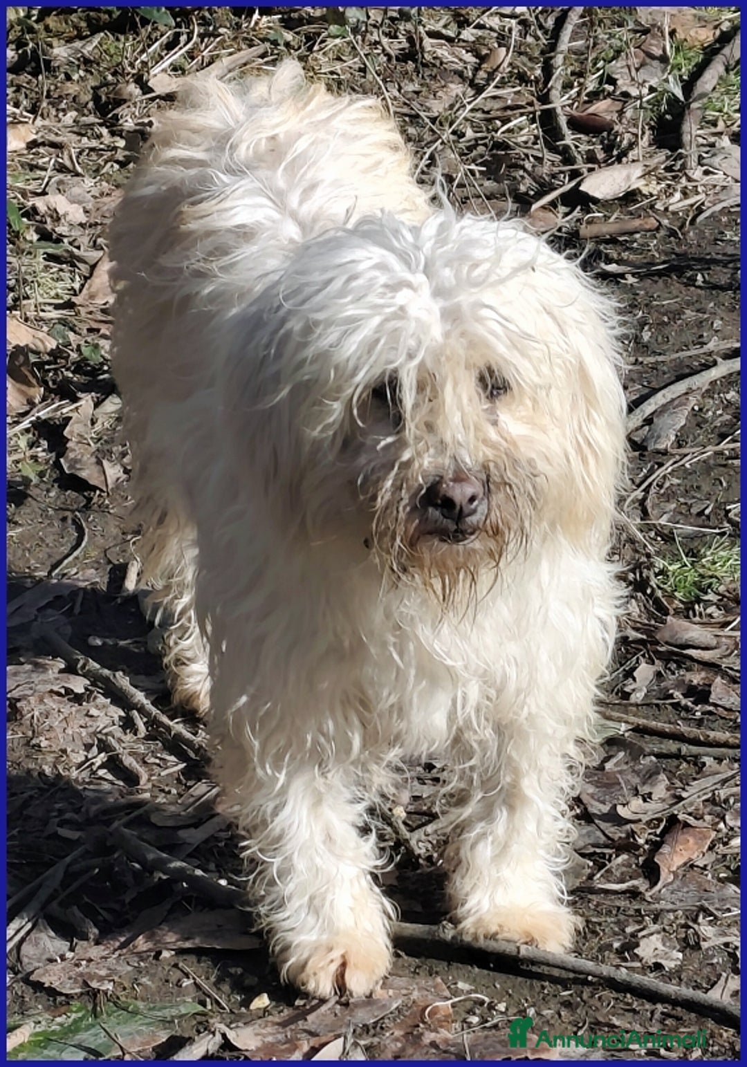 Barboncino cani in regalo: DELORIS VAN CARTIER, UN BATUFFOLO DI PELO CHE MERI - Annuncio 5