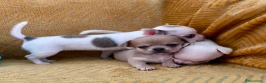 Chihuahua 2