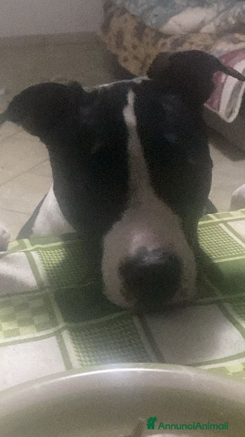 Pitbull cani GUNDO e la gioia di vivere! - Annuncio 2