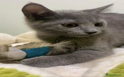 Certosino gatti in vendita: Certosina pedigree e affisso anfi a Provincia di Isernia - Immagine 6