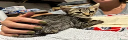 Meticcio gatti in regalo: LOYD 🩵 500 grammi di vita. Cerca casa a Città Metropolitana di Torino - Annuncio 4