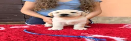 Labrador cani in vendita: Cuccioli di Labrador - Annuncio 8