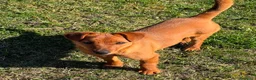 Meticcio cani in regalo: NIKITA, cucciola mix PINSCHER! Dolcissima - Annuncio 4