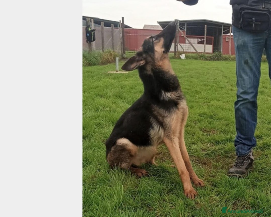 Meticcio cani in regalo: Lupetta, splendida lupetta cane femmina a Latina - Annuncio 3
