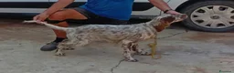 Setter Inglese cani in vendita: Setter Inglese - genealogia da campioni di lavoro a Provincia di Bergamo - Annuncio 2