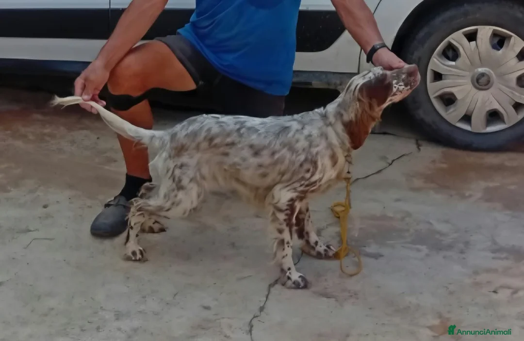 Setter Inglese cani in vendita: Setter Inglese - genealogia da campioni di lavoro a Provincia di Bergamo - Annuncio 2