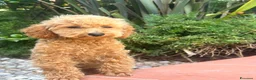 Barboncino Toy cani in vendita: Barboncine Toy rosso/fulvo - Annuncio 4