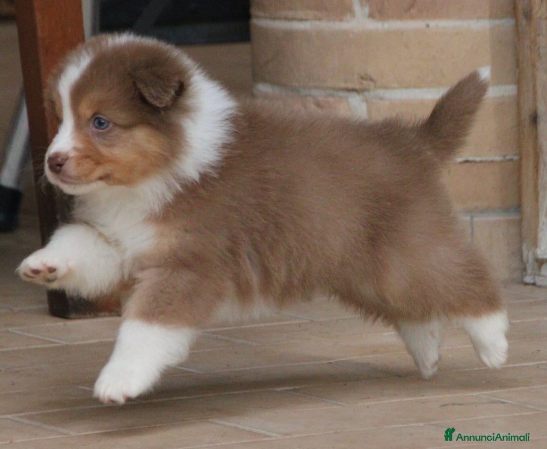 Australian Shepherd cani in vendita: CUCCIOLI DI PASTORE AUSTRALIANO - Annuncio 2