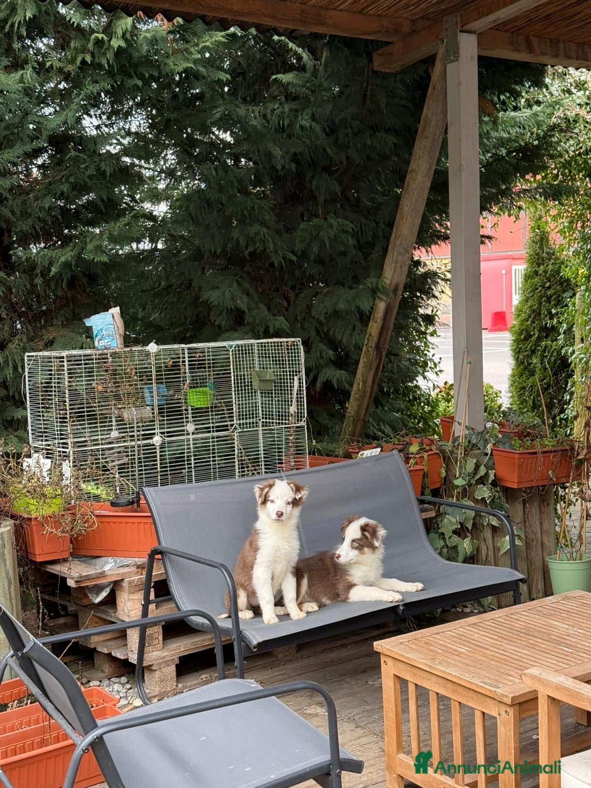 Australian Shepherd cani Pastore Australiano  - Annuncio 2