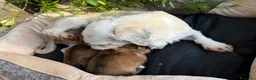 Maltipoo cani in vendita: Barboncino Maltipoo Lhasa Apso Tre Quarti di Luna - Annuncio 4