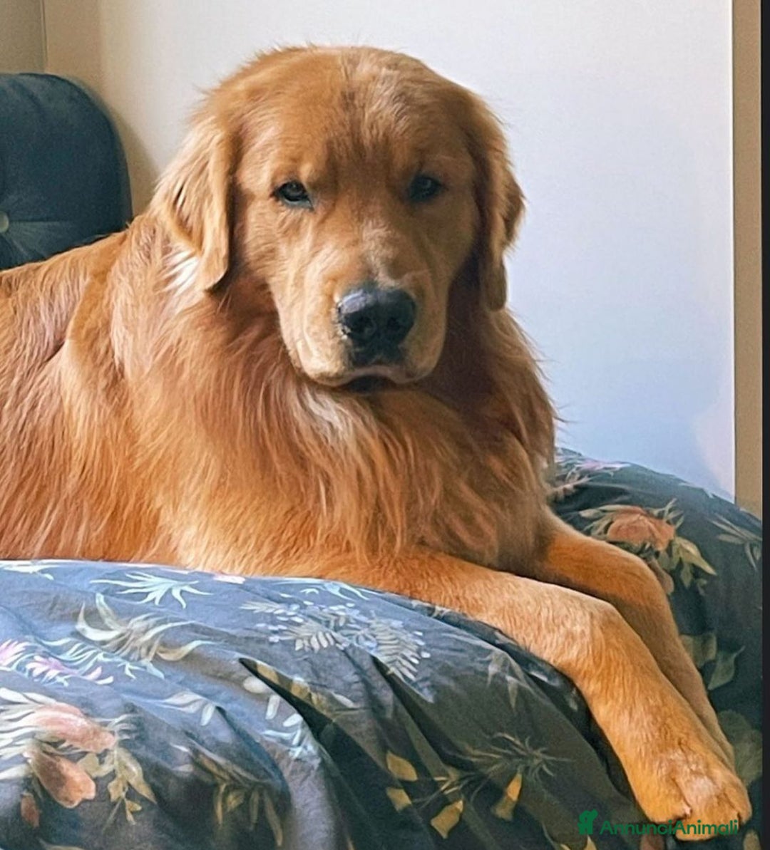 Golden Retriever cani in vendita: Golden Retriever Americano  a Città Metropolitana di Napoli - Immagine 2