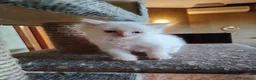 Siberiano gatti in vendita: Gatti cuccioli Siberiani a Provincia di Forlì-Cesena - Annuncio 14
