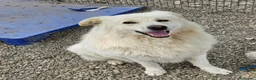 Meticcio cani in regalo: Fiore 2anni a catena,da 3in rifugioSOS GIARDINO.NO - Annuncio 9