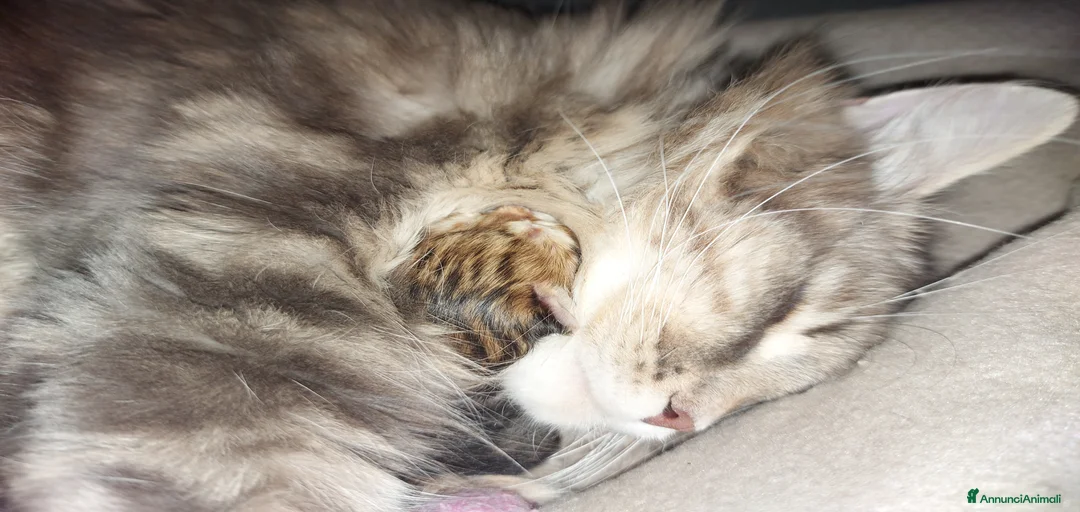 Immagine della galleria {{count}}