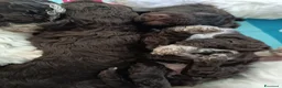Lagotto cani in vendita: Lagotti  - Annuncio 5
