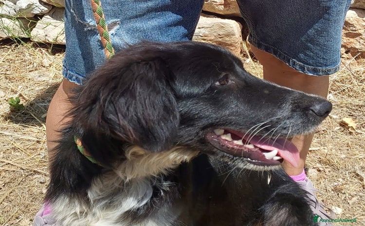 Meticcio cani a Provincia di Asti - Annuncio 18