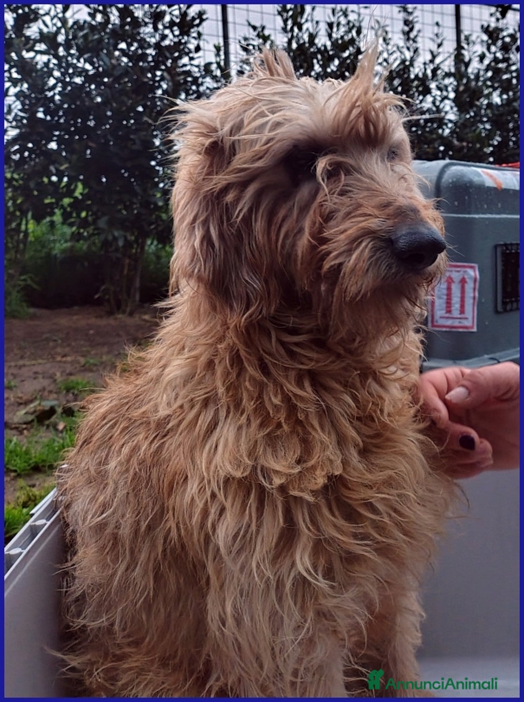 Spinone cani in regalo: GIOVANNI, SPINONCINO 4 ANNI, UN PASSATO DI MALTRAT a Città metropolitana di Milano - Annuncio 2