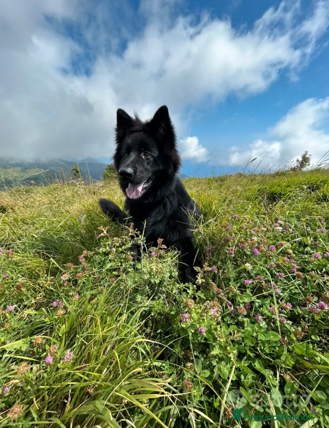 Pastore Tedesco cani in regalo: Rio pastore tedesco nero  - Annuncio 2
