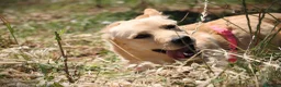 Meticcio cani in regalo: ✨ Venerdì ✨ - Annuncio 7