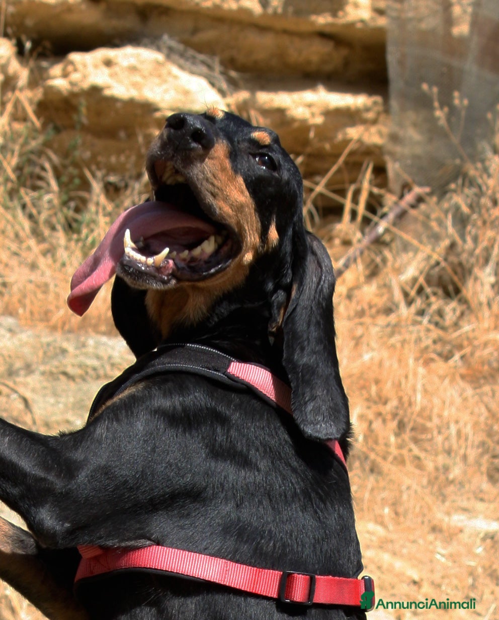 Meticcio cani Bea in adozione - Annuncio 32