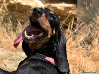 Meticcio cani Bea in adozione - Annuncio 32