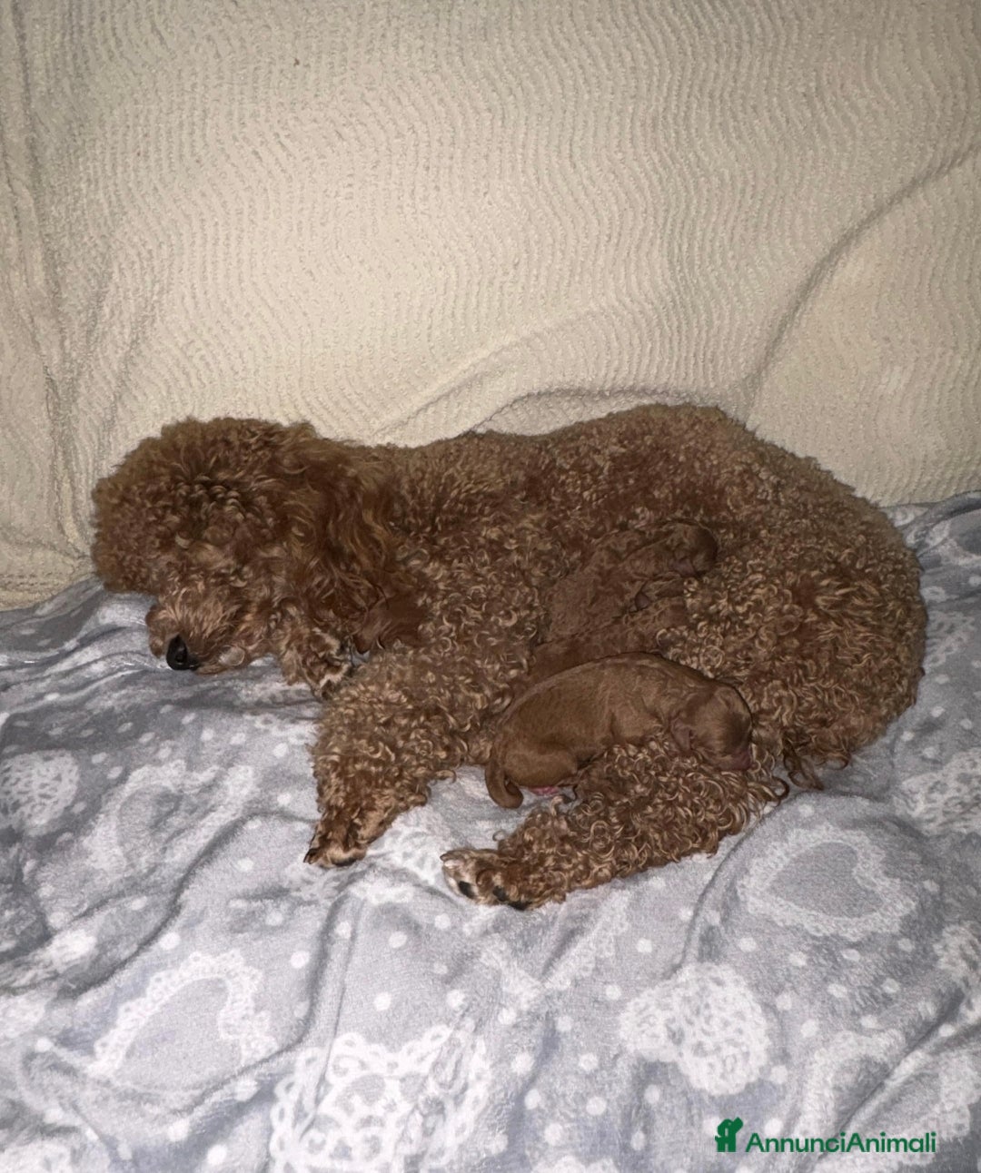 Meticcio cani Barboncino nano red - Annuncio 1