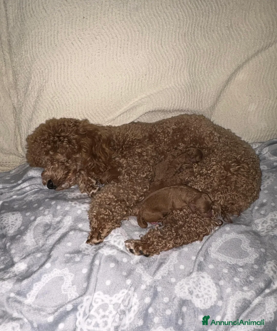 Meticcio cani in vendita: Barboncino nano red - Annuncio 1