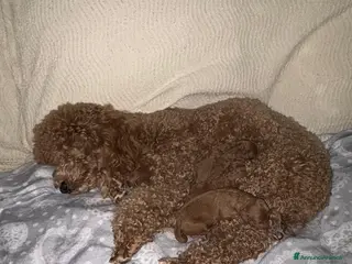 Meticcio cani Barboncino nano red - Annuncio 1