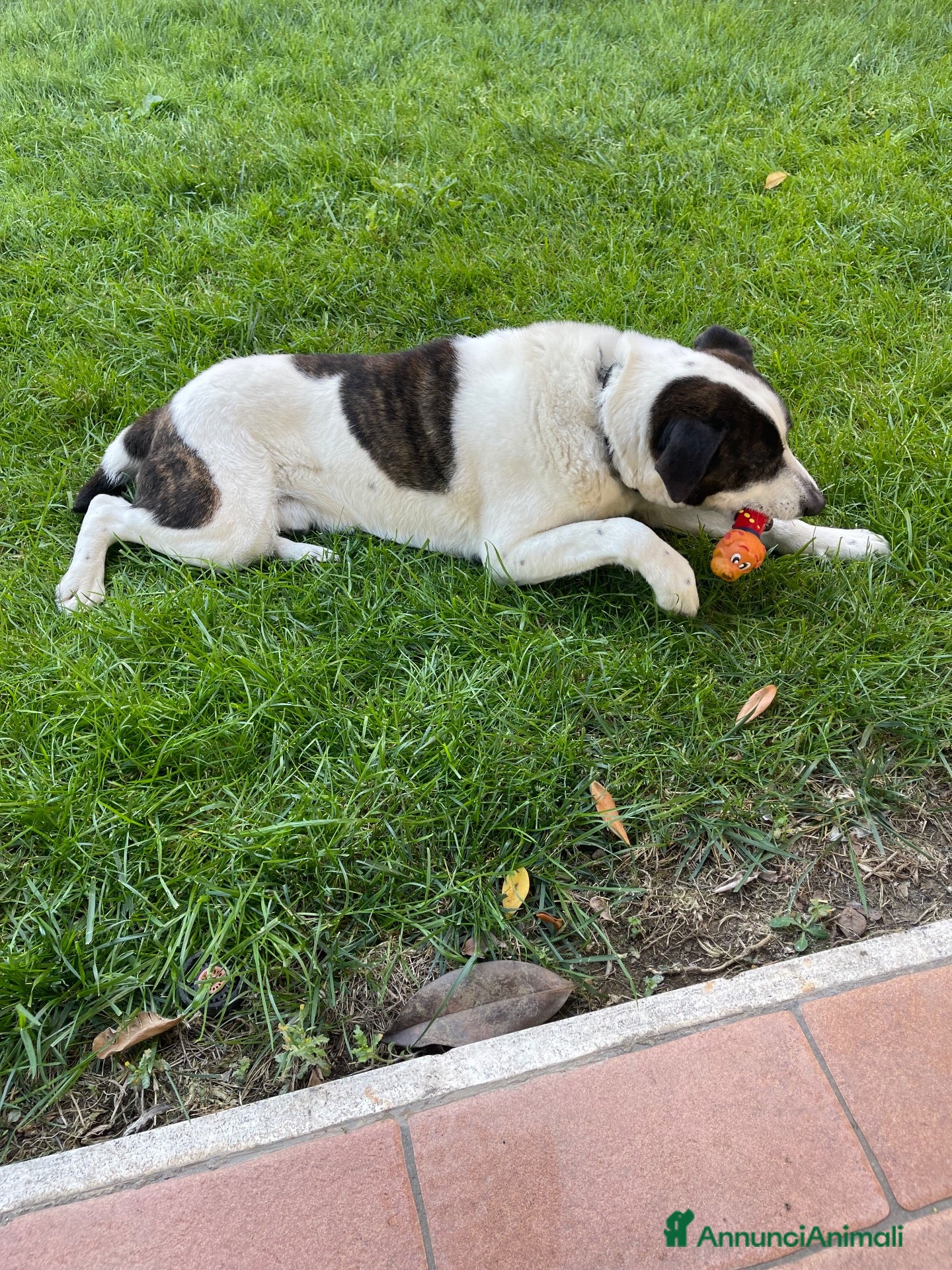 Meticcio cani Regalasi cane taglia media - Annuncio 36