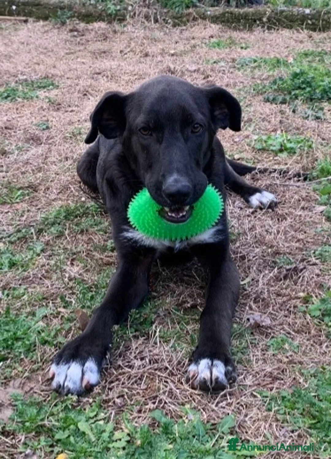 Meticcio cani in regalo: 18mesi tg media nero,in canile.MILANO SOS CASA - Annuncio 5