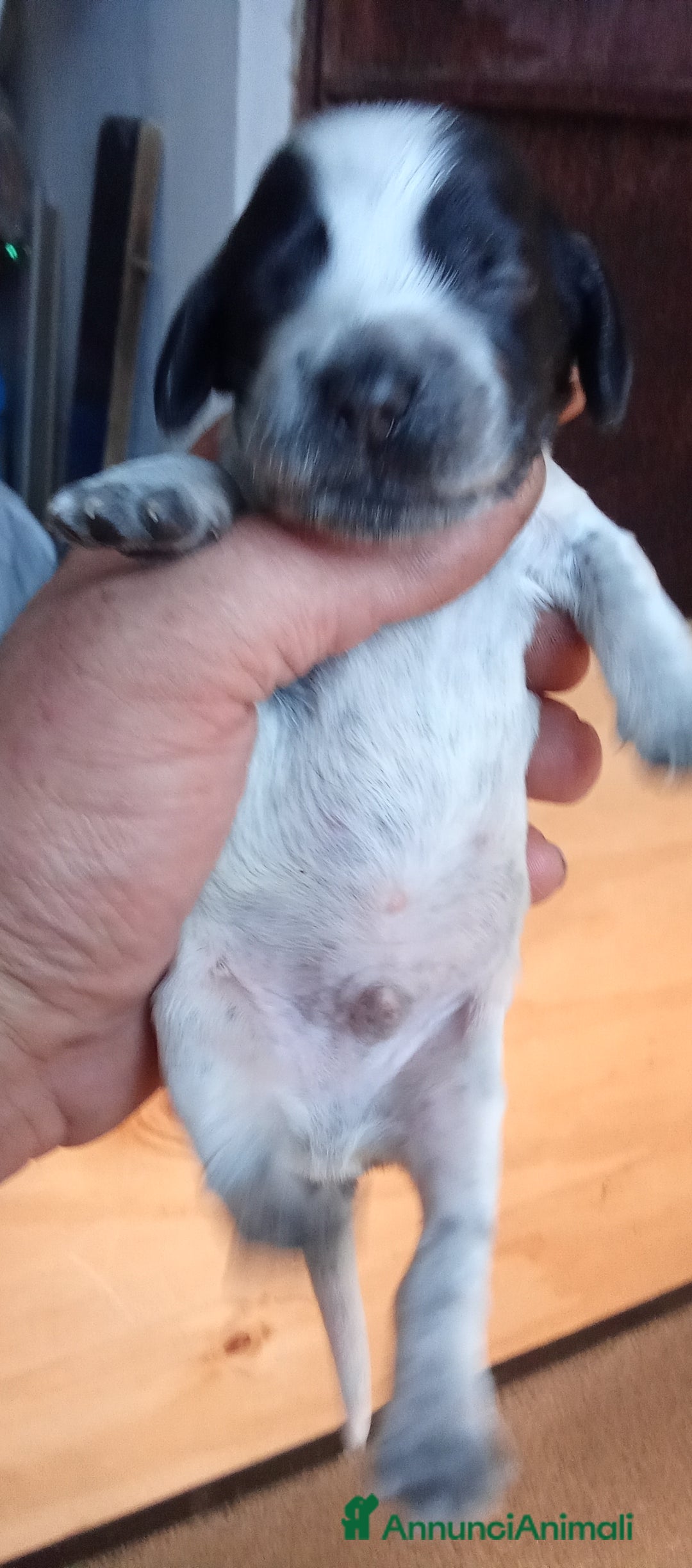 Cocker cani in vendita: Cuccioli di cocker spaniel  - Annuncio 10