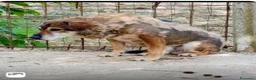 Meticcio cani in regalo: Giacomino 12anni kg12 ENTRATO IN CANILE NEL 2014!! - Annuncio 1