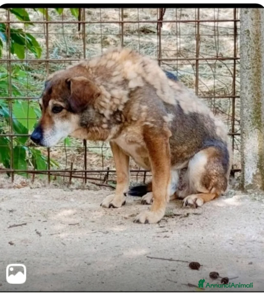Meticcio cani in regalo: Giacomino 12anni kg12 ENTRATO IN CANILE NEL 2014!! - Annuncio 1