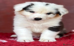 Australian Shepherd cani in vendita: Femmina Tricolor Black - Sunny  a Provincia di Vicenza - Immagine 4