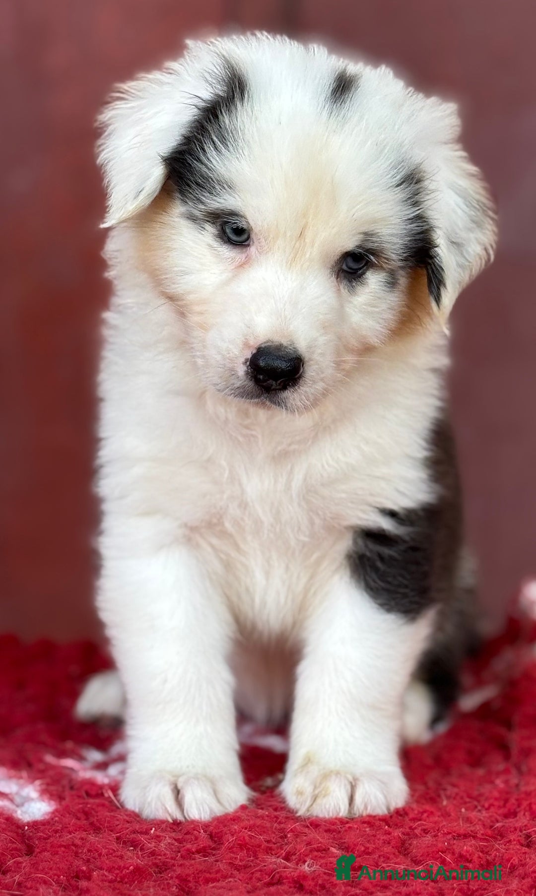 Australian Shepherd cani in vendita: Femmina Tricolor Black - Sunny  a Provincia di Vicenza - Immagine 4