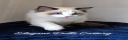 Ragdoll gatti in vendita: Cucciola di Ragdoll disponibile - Roma  a Città metropolitana di Roma Capitale - Annuncio 4