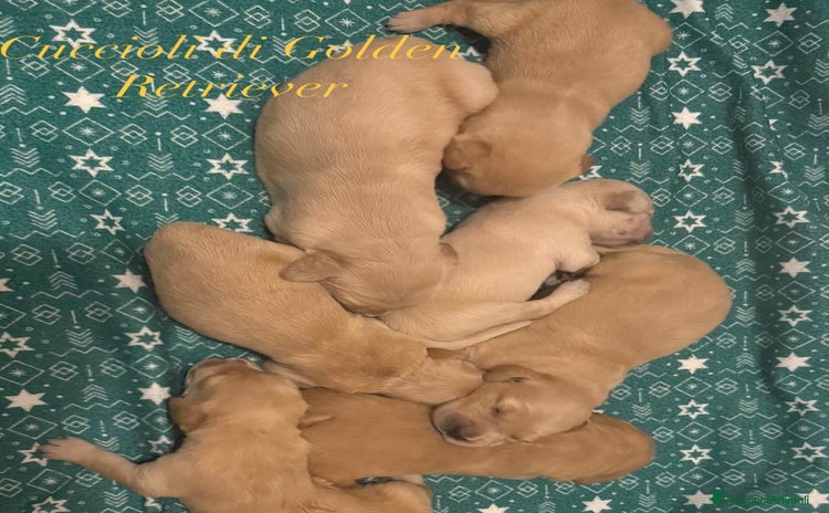Golden Retriever cani a Città metropolitana di Catania - Annuncio 2