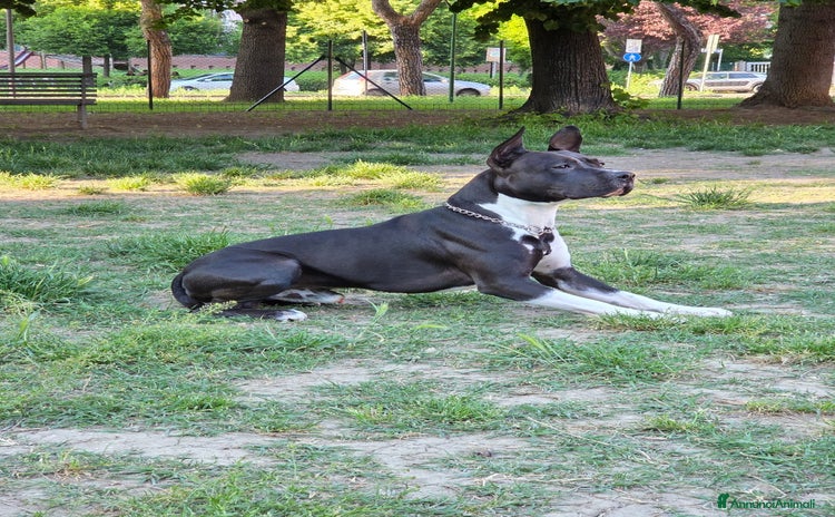 American Staffordshire cani Tyson AmStaff per Accoppiamento - Annuncio 3