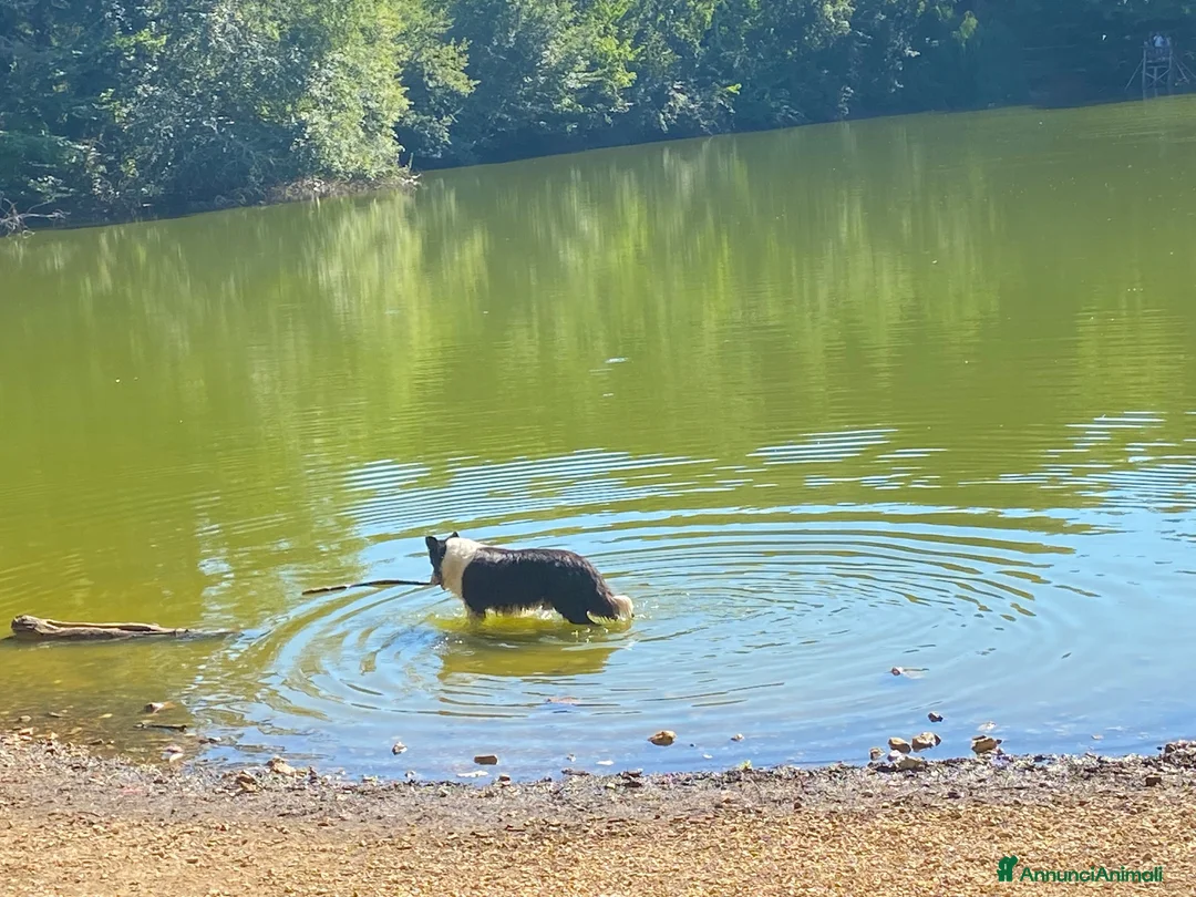 Border Collie cani per accoppiamento: Border Colli con Pedigree per accoppiamento - Annuncio 7