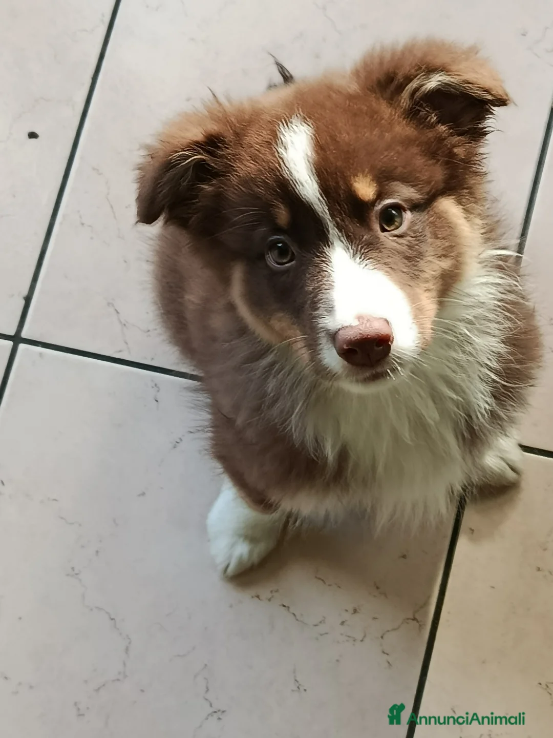 Australian Shepherd cani in vendita: Cucciole pastore australiano  - Annuncio 4
