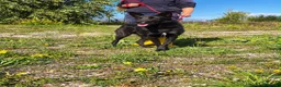 Meticcio cani in regalo: Alex  a Provincia di Bergamo - Annuncio 2