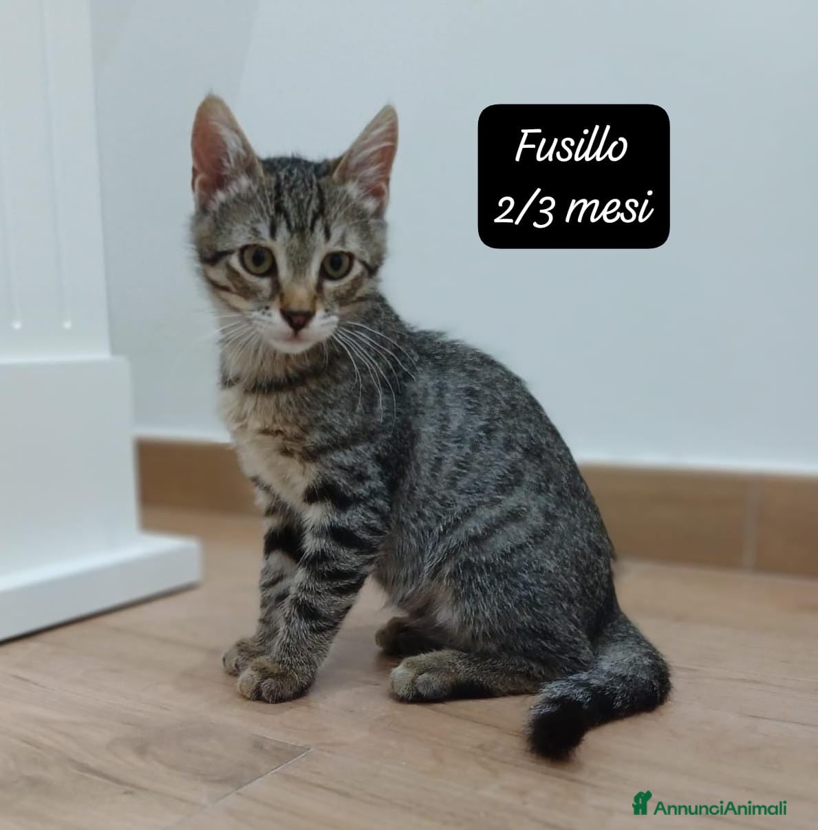 Altre razze gatti in regalo: Urgenti famiglie cercasi per questi gattini - Annuncio 5