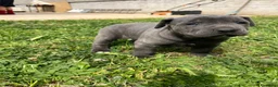 Cane Corso cani in vendita: Cucciola di cane corso!!  - Annuncio 9
