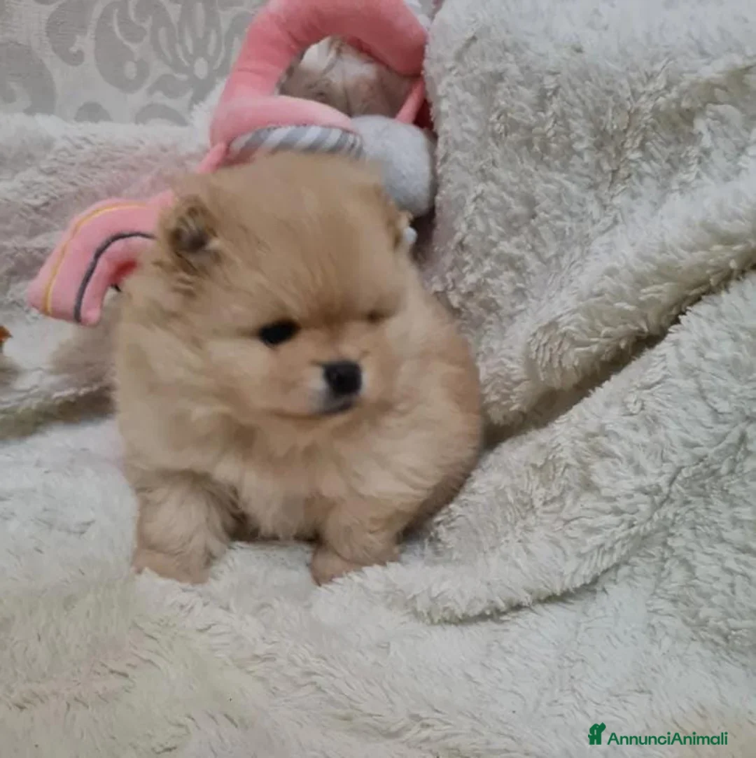 Volpino Pomerania cani in vendita: Adorabili cuccioli di Pomerania mini Teddy  - Annuncio 16